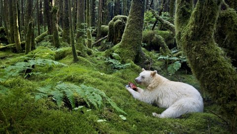 лес, медведь, еда, альбинос
