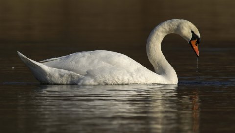 лебедь, вода, птица
