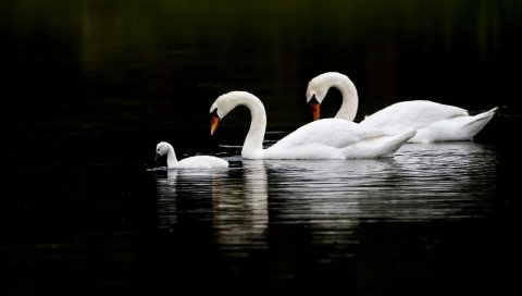 лебеди, вода, плавать, отражение