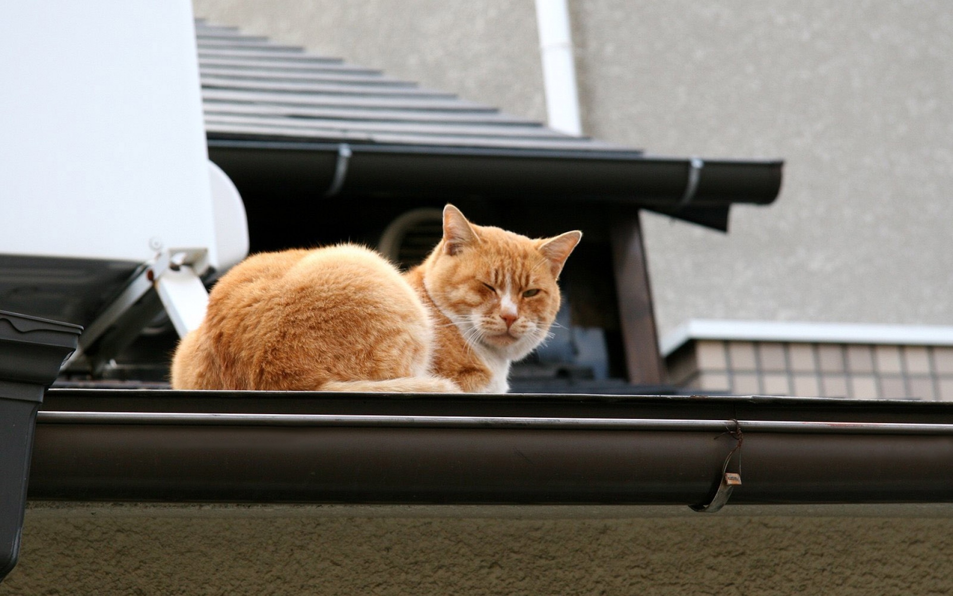 Устаю от дороги. Кошки на крыше. Котенок на крыше. Рыжий кот на крыше. Кошечка на крыше.