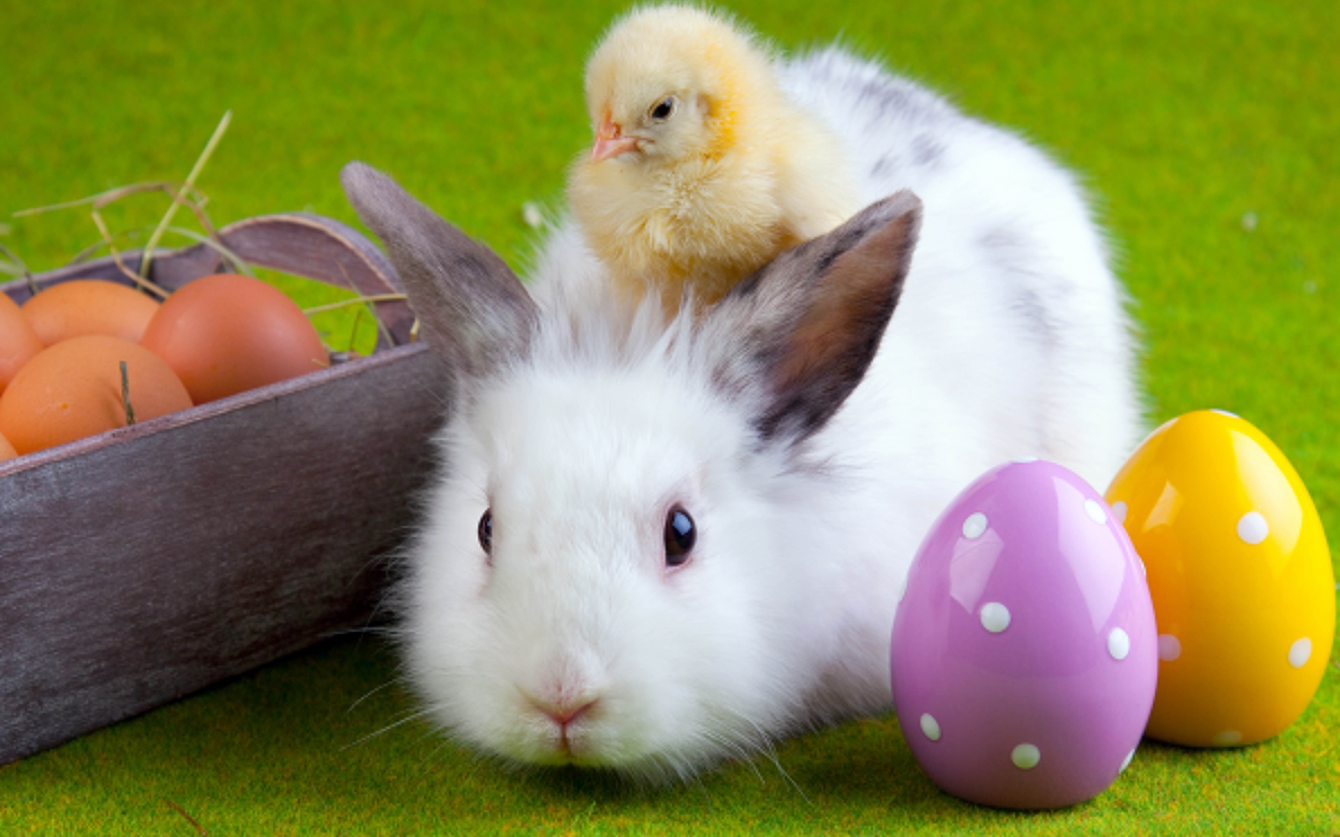 Картинки кролик, курица, яйцо, пасха, дружба фото и обои на рабочий стол