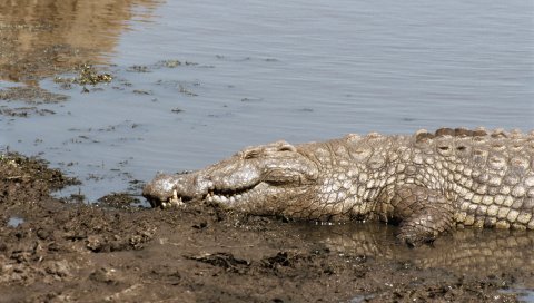 крокодил, берег,вода, загар, вс