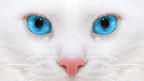 красивые, белый кот, котенок, крупный план