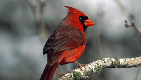 красная птица, ветки, мох