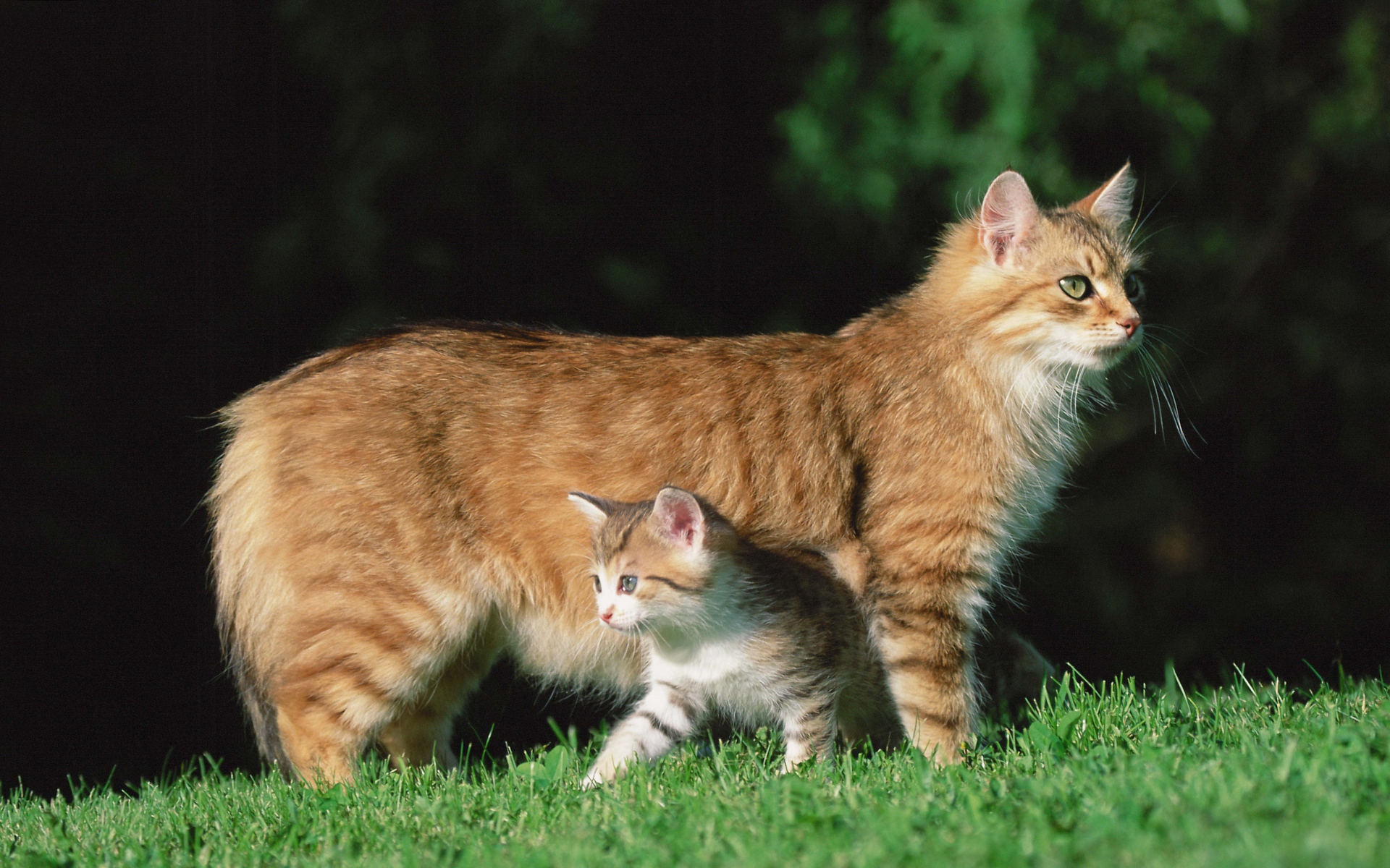 Картинки кот, котенок, трава фото и обои на рабочий стол