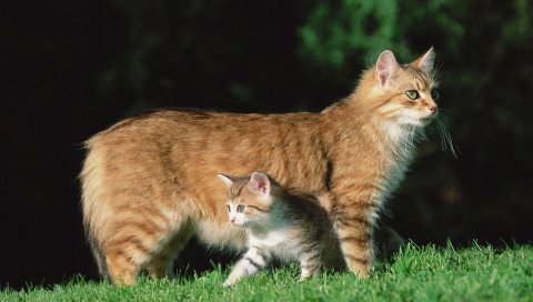 кот, котенок, трава