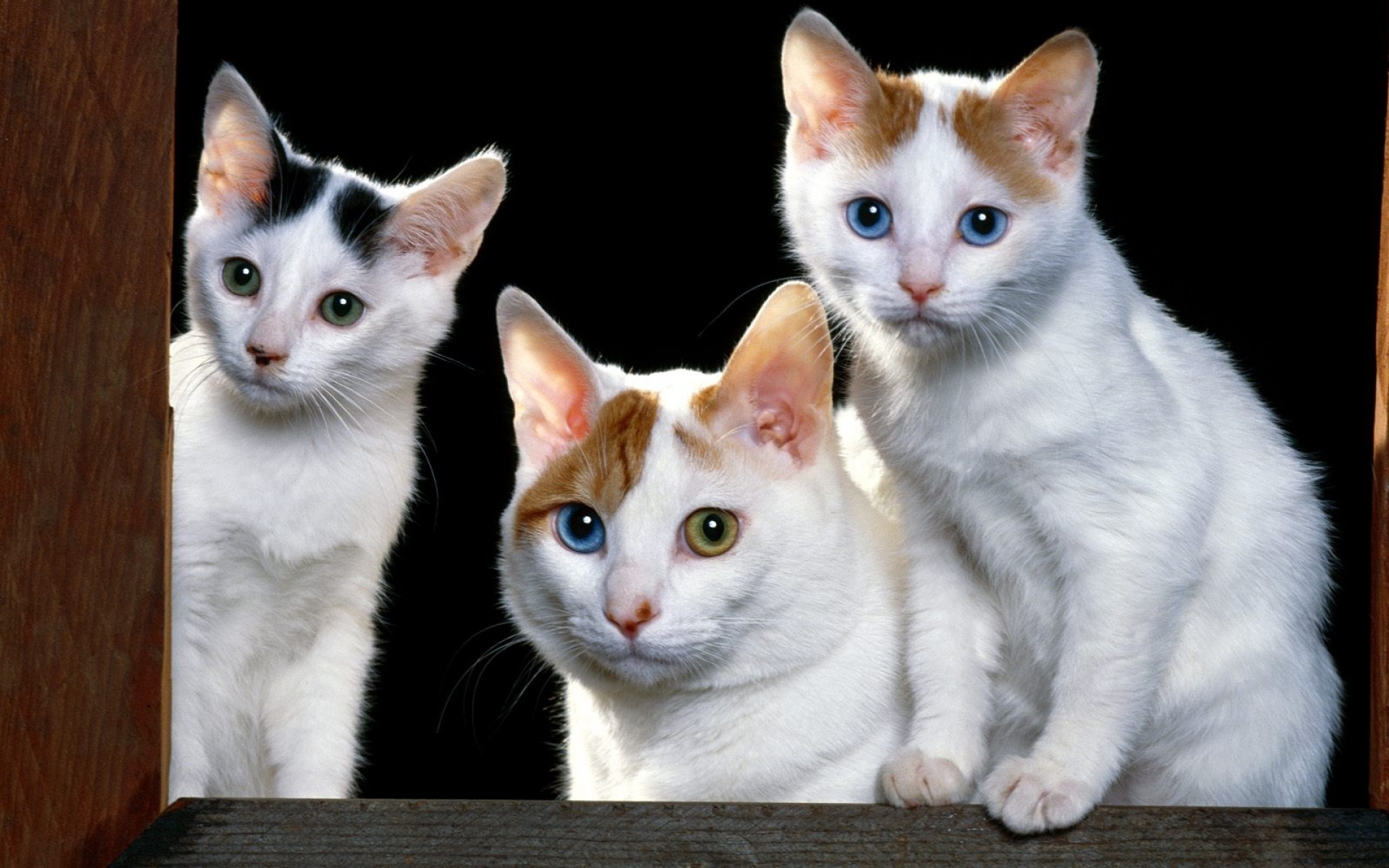 Картинки котята, лицо, кошки, сидеть, подоконник фото и обои на рабочий стол