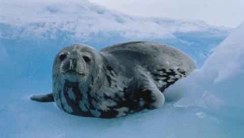 кошка, лед , северные