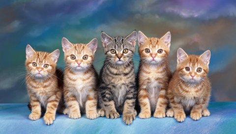 котята, многие, семья, милый, сидя