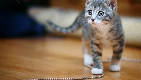 котенка, цепи, пятнистый