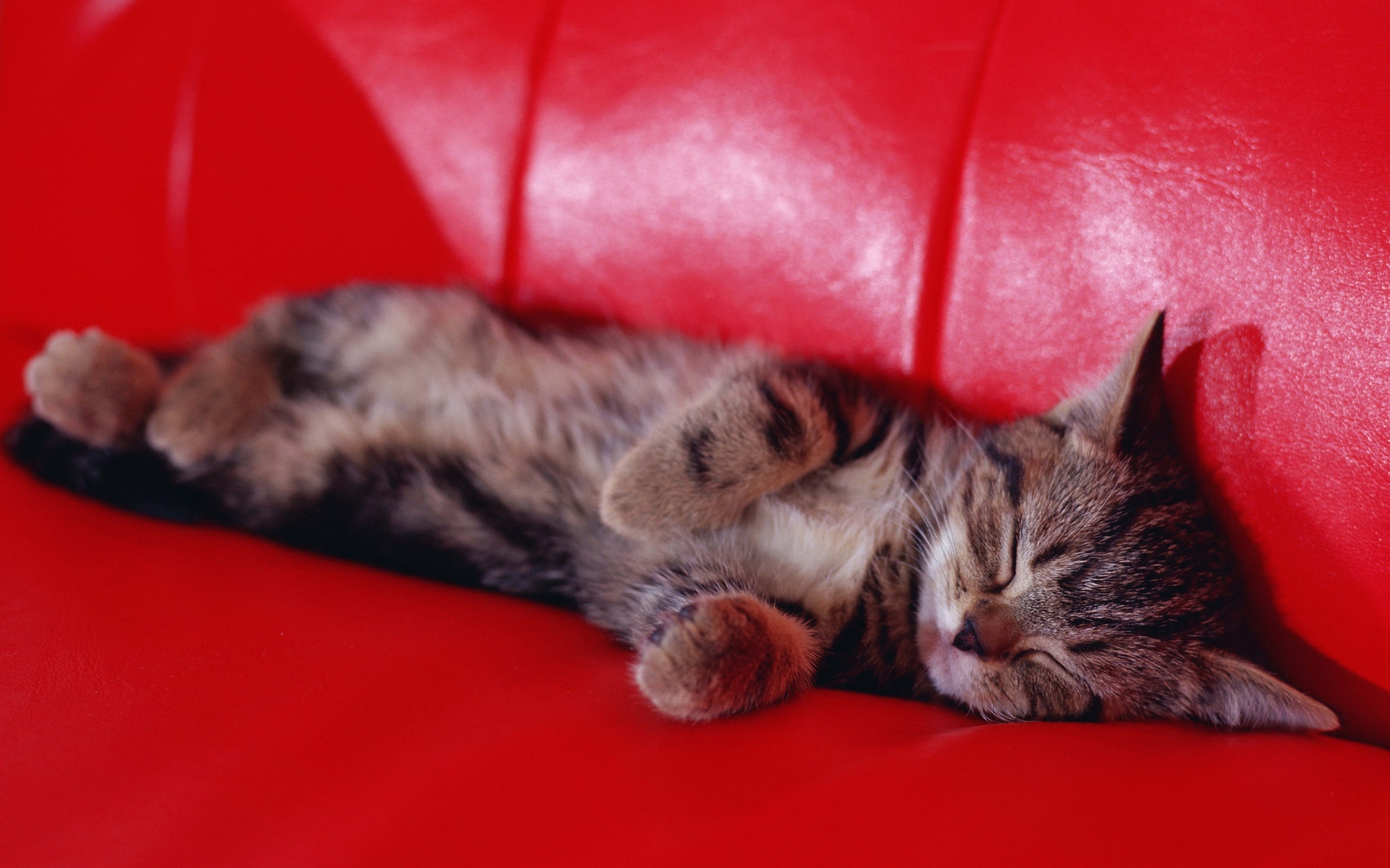 Маленький котенок спит на диване