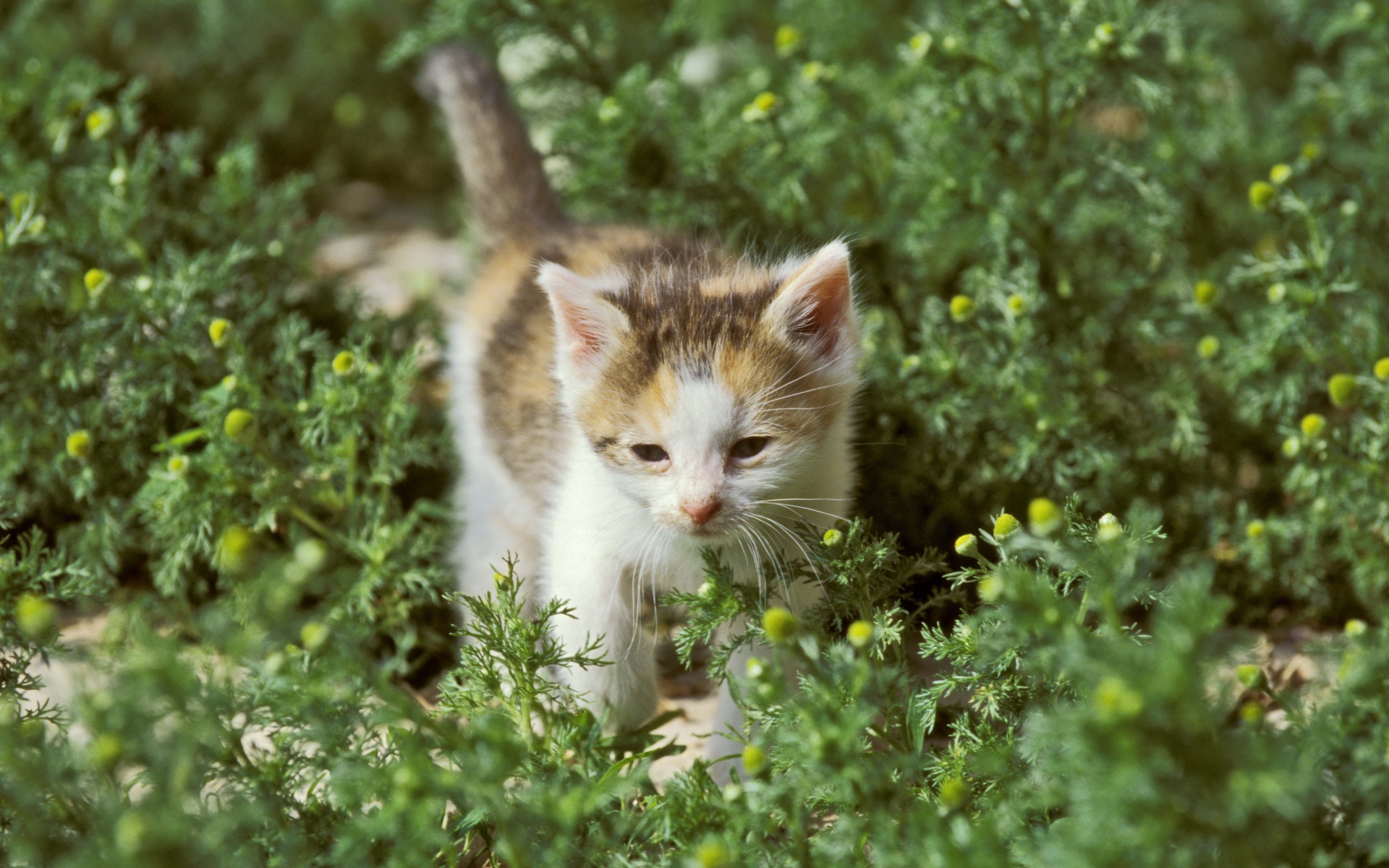 Картинка озорной котенок