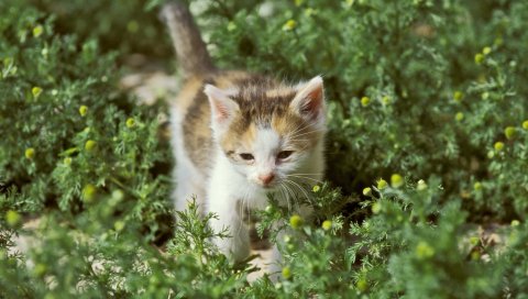 котенка, ромашки, трава