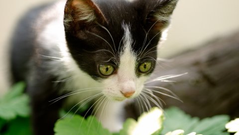 котенок, природа, любопытство