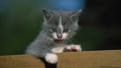 котенка, забор, язык