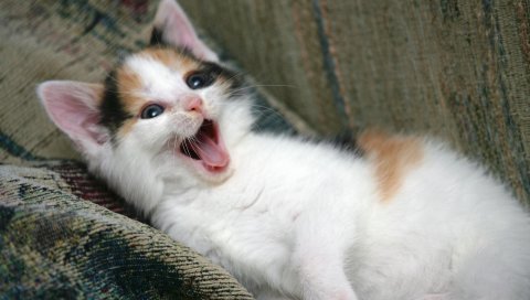 котенок, игривый, лицо, зевать