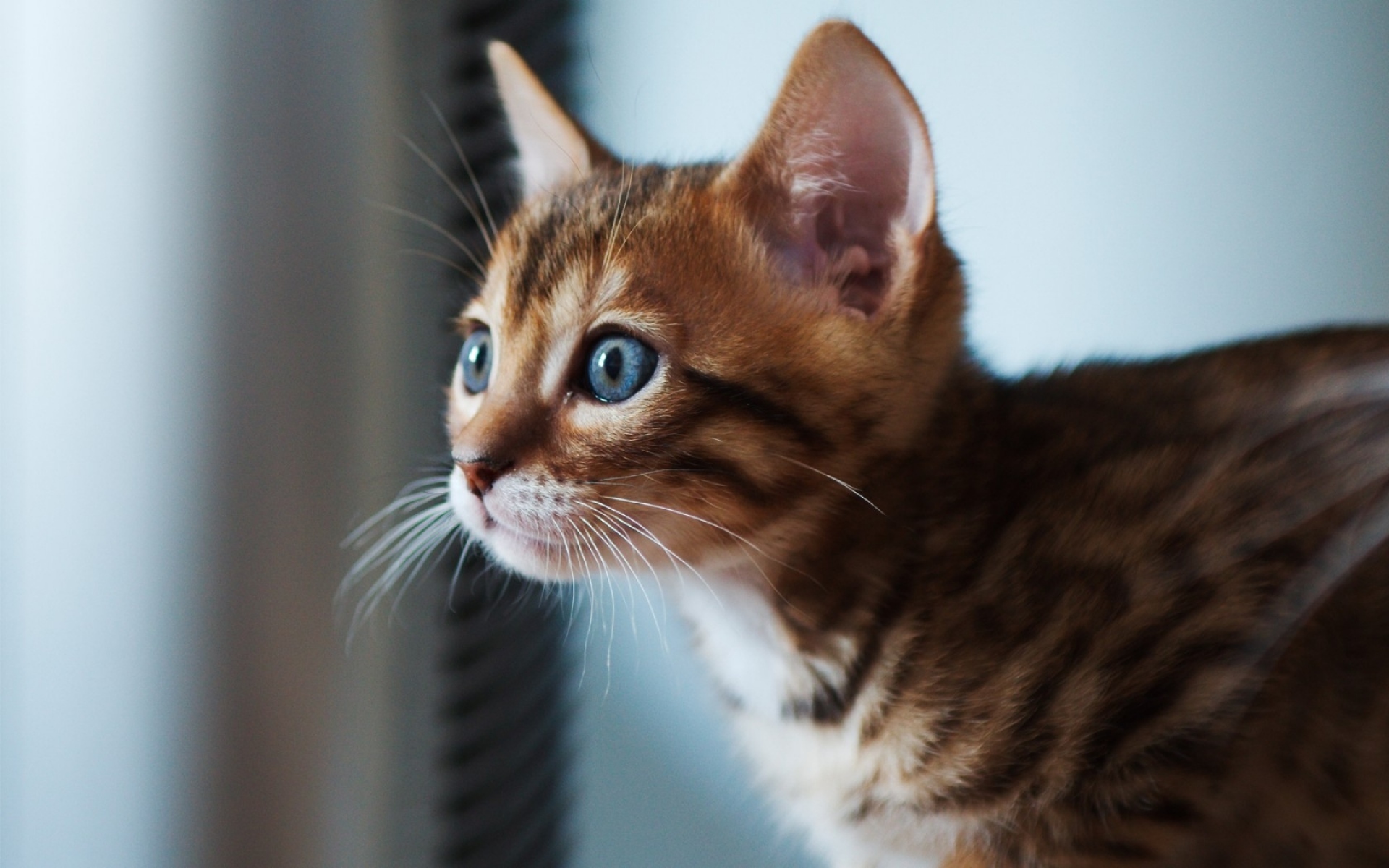 Картинки котенок, кошка, глаза, фокус фото и обои на рабочий стол