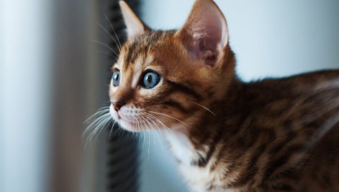 котенок, кошка, глаза, фокус