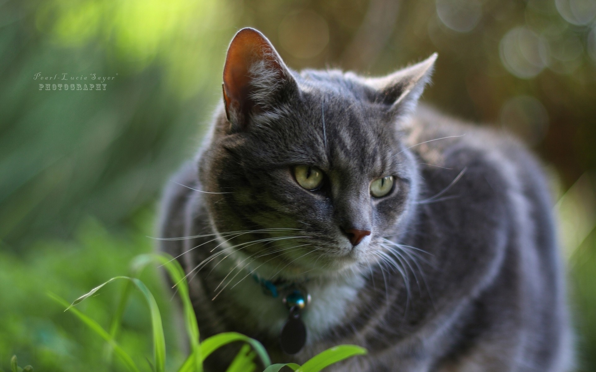 Картинки кошка, трава, собачий ошейник фото и обои на рабочий стол