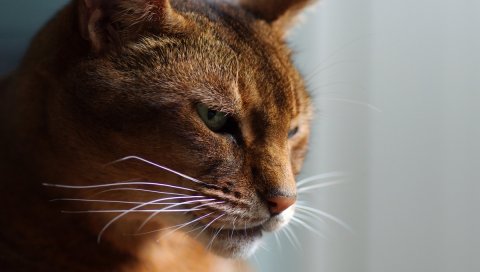 кошки, лицо, солнце, свет, усы
