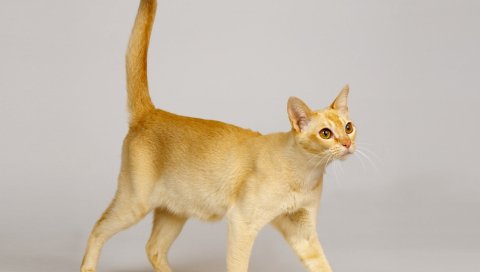 кошка, красивый, цвет, ходить