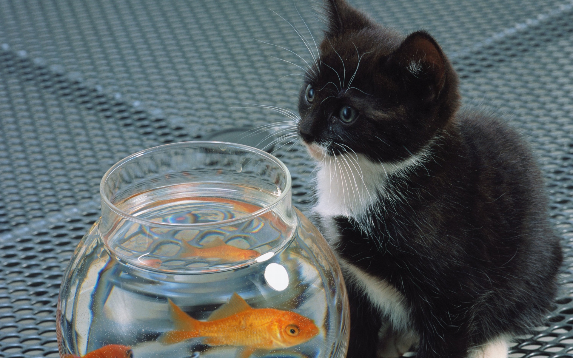 Картинки кошка, аквариум, рыба, черный, белый фото и обои на рабочий стол