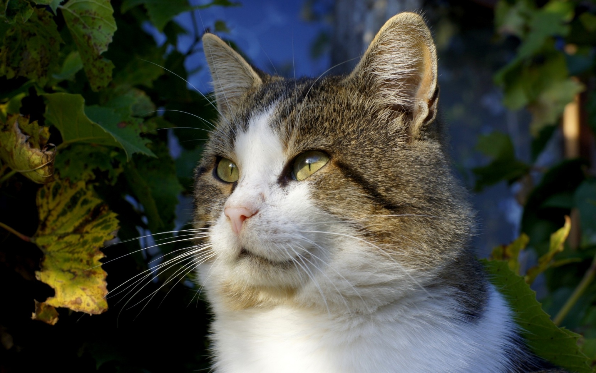 Картинки кошка, зеленый, листья, осень, взгляд, глаза, усы фото и обои на рабочий стол