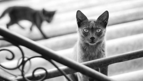 кот, котенок, черный и белый, перила, лестницы, серый, тень, силуэт, размытость