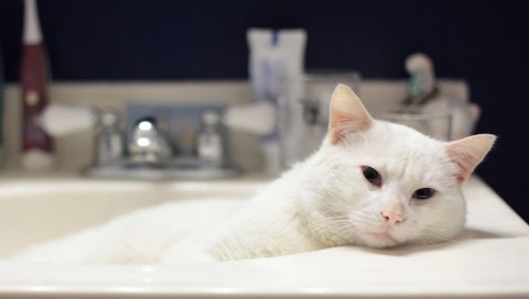 кошка, белый ложь, ванна