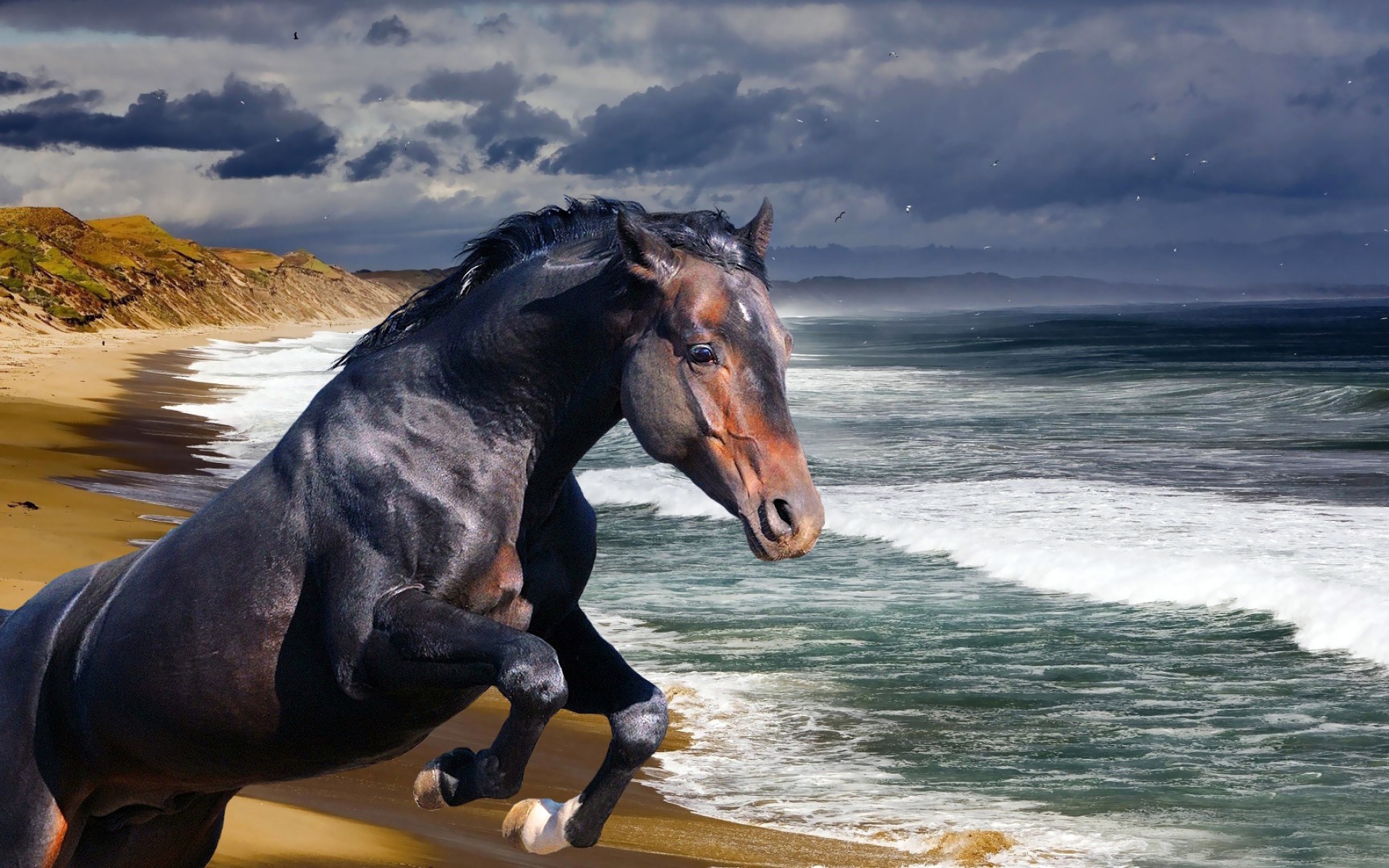 Картинки лошадь, пляж, море, волна фото и обои на рабочий стол