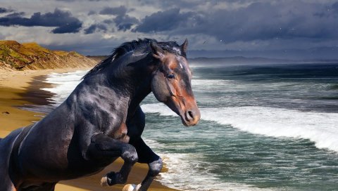 лошадь, пляж, море, волна