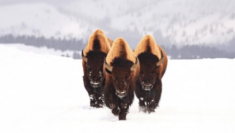зубр, снег, животные, зима, три