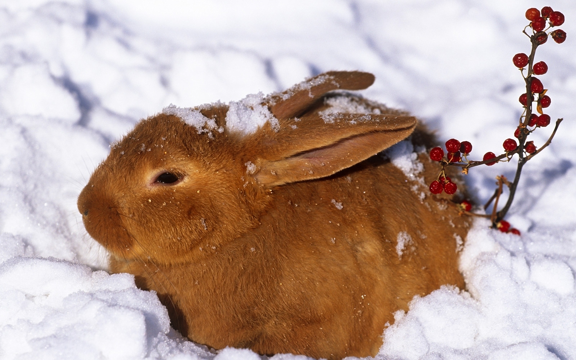 Картинки зимой, заяц,кролик, снег, ягоды, красный фото и обои на рабочий стол