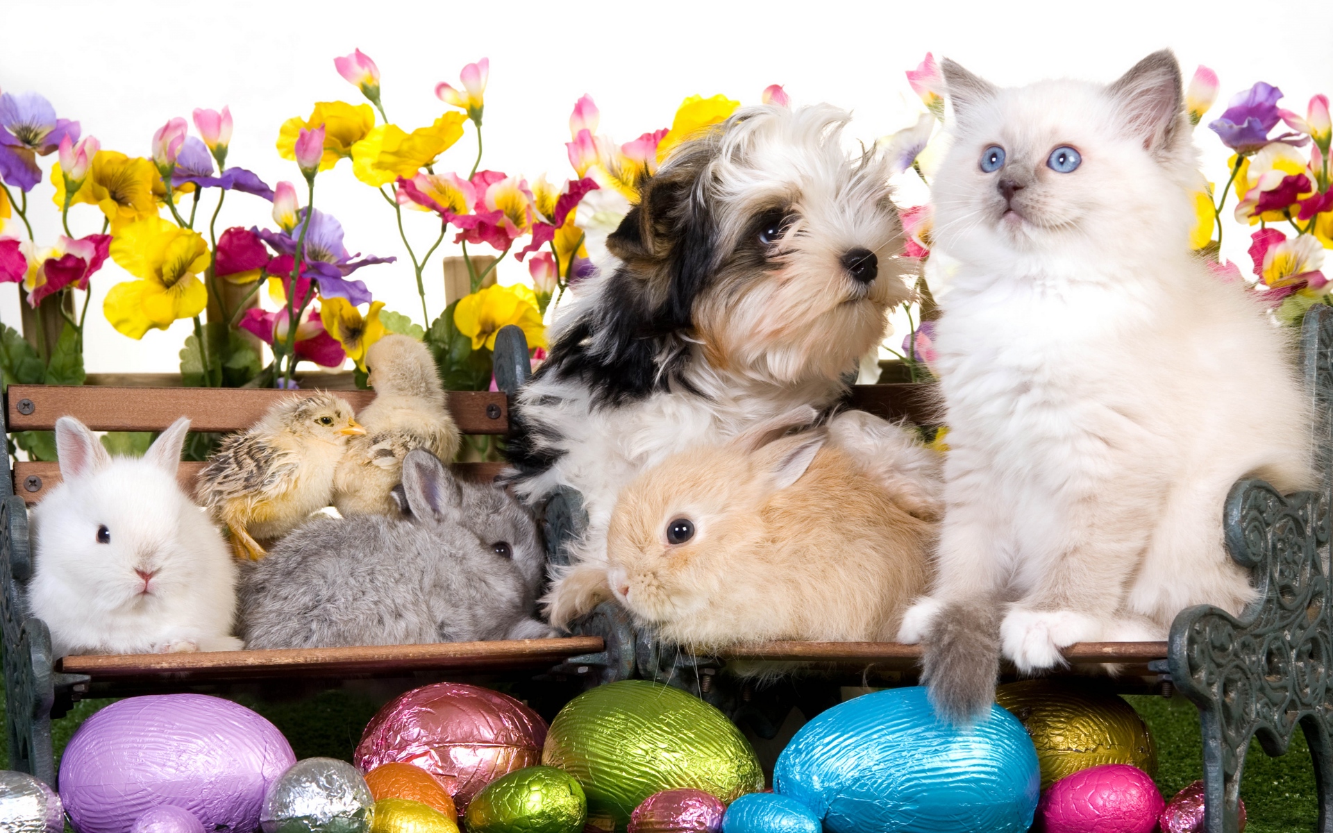 Картинки животных, Пасха, яйцо, скамейки, кролик, кролик, щенок, котенок, курица, цветы фото и обои на рабочий стол