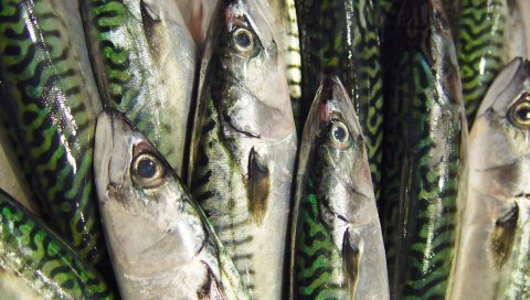 скумбрия, рыба, много, морепродукты, фон