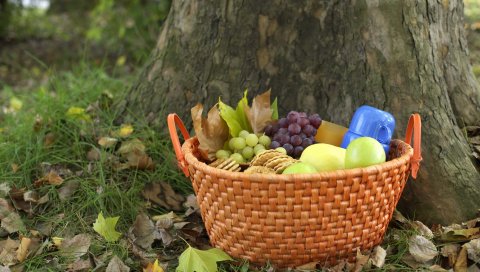 пикника, корзины, фрукты, продукты питания, лес