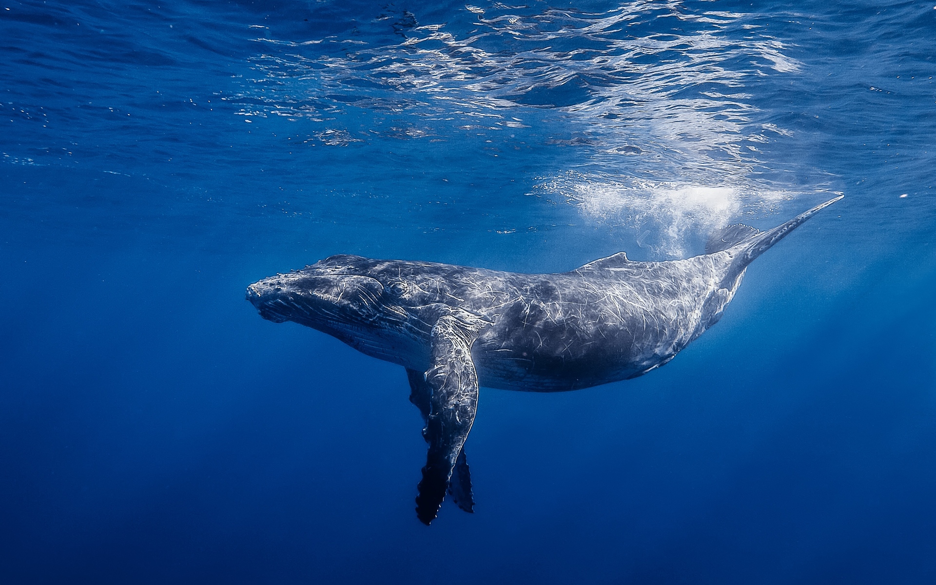 Картинки горбатый кит,Горбатый кит длиннорукий, океан, вода, свет фото и обои на рабочий стол