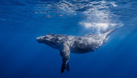 горбатый кит,Горбатый кит длиннорукий, океан, вода, свет