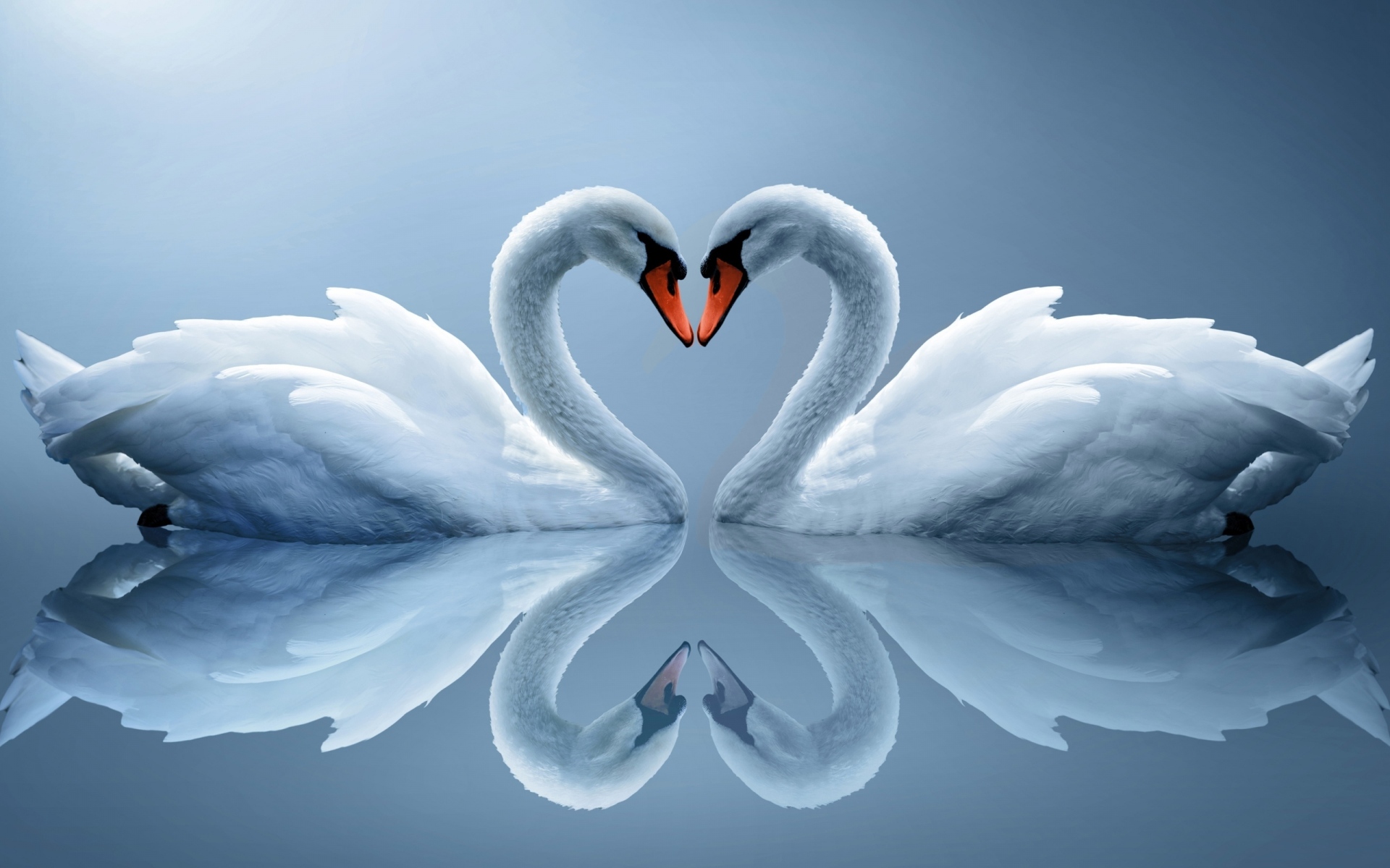 Картинки белых лебедей, пара, сердце, отражение фото и обои на рабочий стол