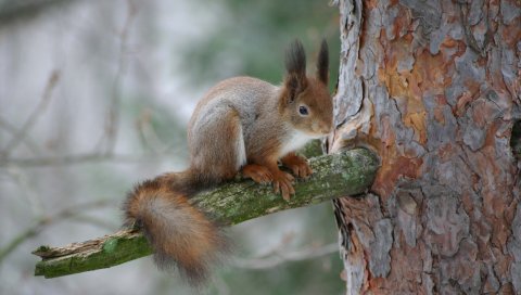 белка, ветки, кора, дерево