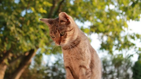 кошка, небо, деревья, вид
