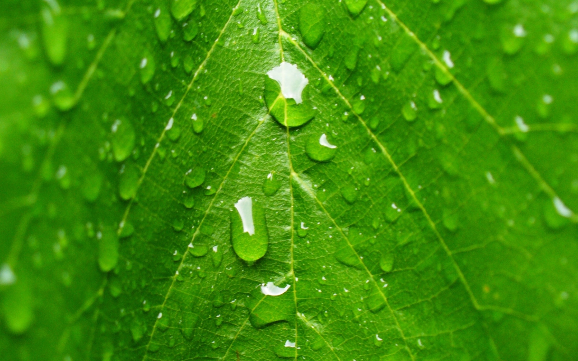 Watering leaves. Лист с каплями. Листик с капелькой. Листик с каплями. Зеленый лист крупным планом.