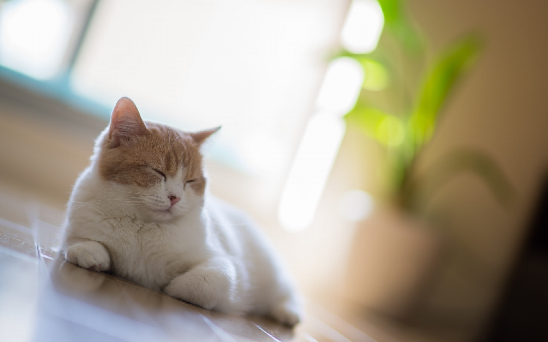 Картинки кошка, сон, отдых, размытость фото и обои на рабочий стол