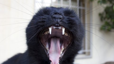 кошки, зевок, лицо, зубы