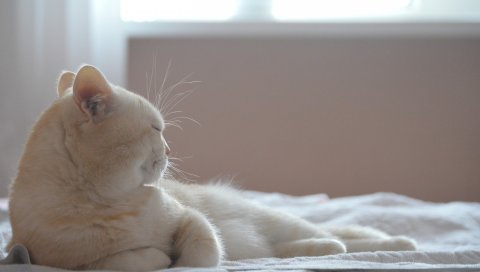 кошки, лежа, спальный, кровать