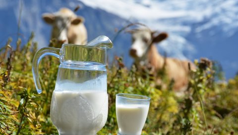 молоко, природа, коровы, кувшин, чашка
