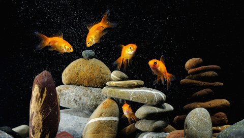 рыбы, аквариум, камни, черный фон