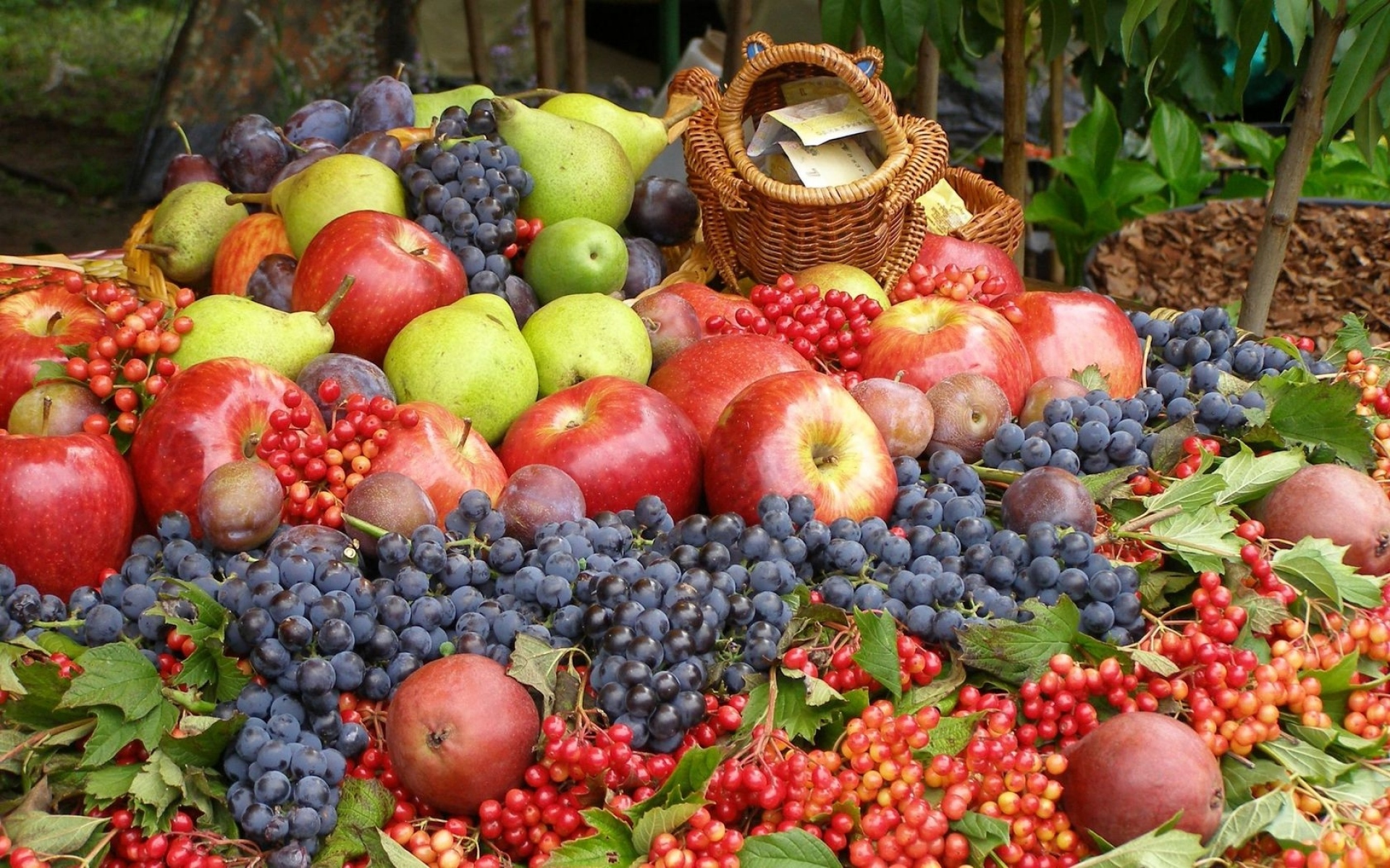Картинки клюква, виноград, яблоки, груши, сливы, ягоды, фрукты, урожай фото и обои на рабочий стол