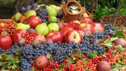 клюква, виноград, яблоки, груши, сливы, ягоды, фрукты, урожай