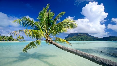 вода, пальмы, деревья, пляж, небо, отдых